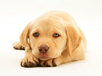 Yellow Labrador Retriever puppy, with chin on paws.