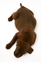 Chocolate Labrador Retriever puppy asleep.