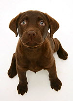 Chocolate Labrador Retriever puppy, sitting and looking up.