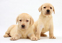 Yellow Labrador Retriever puppies, 7 weeks.