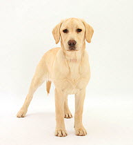 Yellow Labrador puppy, 5 months, standing.