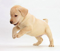 RF- Playful Yellow Labrador puppy jumping, 7 weeks. (This image may be licensed either as rights managed or royalty free.)