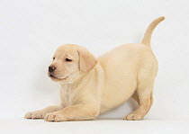 Yellow Labrador puppy, 7 weeks, in play-bow.