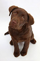 RF- Chocolate Labrador puppy, 3 months, looking up into the camera. (This image may be licensed either as rights managed or royalty free.)