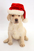 Yellow Labrador Retriever puppy, 7 weeks, wearing a Father Christmas hat.
