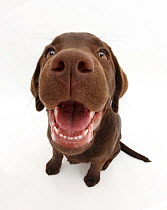 Chocolate Labrador puppy, Inca, looking up, nose close-up