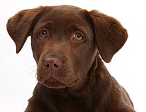 Chocolate Labrador puppy head portrait, 3 months.