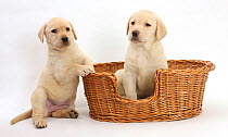 Yellow Labrador Retriever puppies, 7 weeks, in a wicker dog basket.