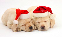 Sleeping Yellow Labrador Retriever puppies, 8 weeks, wearing Father Christmas hats.