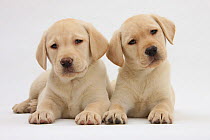 Yellow Labrador Retriever puppies, 8 weeks.  *Restricted Use - exclusive for greetings cards and calendars in Europe until 2015*