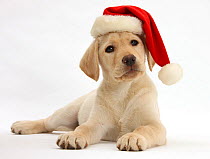 Yellow Labrador Retriever bitch puppy, 10 weeks, wearing a Father Christmas hat.