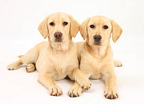 Yellow Labrador Retriever puppies, 5 months, lying side by side.