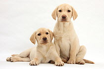 Yellow Labrador Retriever puppies, 10 weeks.