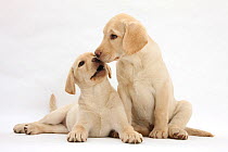 RF- Yellow Labrador Retriever puppies, 10 weeks, touching noses. (This image may be licensed either as rights managed or royalty free.)