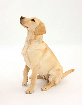 Yellow Labrador Retriever pup, 5 months, sitting, looking up.