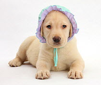 Yellow Labrador Retriever puppy, 7 weeks, wearing a baby's bonnet.
