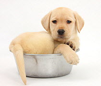 Yellow Labrador Retriever puppy, 7 weeks, in a metal dog bowl.