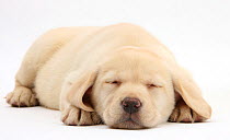 Sleeping Yellow Labrador Retriever pup, 8 weeks.