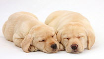 Sleeping Yellow Labrador Retriever puppies, 8 weeks.