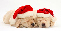 Sleeping Yellow Labrador Retriever puppies, 8 weeks, wearing Father Christmas hats.