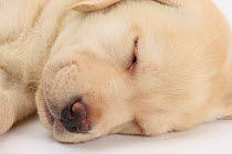Sleeping Yellow Labrador Retriever puppy, sleeping head closeup, 8 weeks.