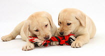 Yellow Labrador Retriever puppies, 9 weeks, chewing a ragger toy.