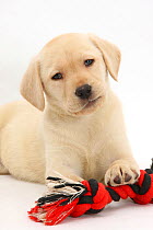 Yellow Labrador Retriever puppy, 9 weeks, with a ragger toy.