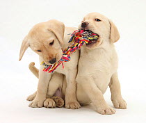 Yellow Labrador Retriever puppies, 9 weeks, playing with a ragger toy.