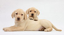 Yellow Labrador Retriever puppies, 8 weeks.