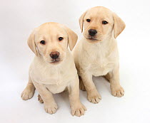 Yellow Labrador Retriever puppies, 8 weeks.