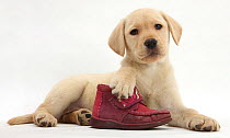 Yellow Labrador Retriever puppy, 8 weeks, with a child's shoe.