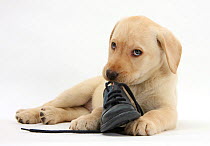 Yellow Labrador Retriever puppy, 8 weeks, chewing a child's shoe.