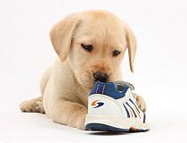 Yellow Labrador Retriever puppy, 8 weeks, chewing a child's shoe.