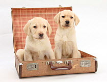 Yellow Labrador Retriever puppies, 8 weeks, in a suitcase.