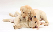 RF- Yellow Labrador Retriever puppies, 9 weeks, play-fighting. (This image may be licensed either as rights managed or royalty free.)