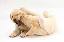 Yellow Labrador Retriever puppies, 9 weeks, play-fighting.