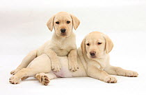 Yellow Labrador Retriever puppies, 9 weeks.