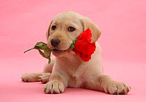 Yellow Labrador Retriever bitch puppy, 10 weeks, with a red rose.