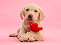 Yellow Labrador Retriever bitch puppy, 10 weeks, with a red rose.