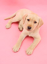 Yellow Labrador Retriever bitch puppy, 10 weeks, lying down and looking up on a pink background.