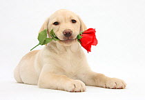 Yellow Labrador Retriever bitch puppy, 10 weeks, holding a red rose.