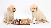 Yellow Labrador Retriever bitch puppies, 10 weeks, playing chess.