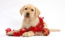Yellow Labrador Retriever bitch puppy, 10 weeks, with Christmas decorations.