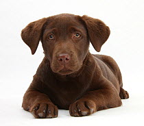 Chocolate Labrador puppy, 3 months, lying.