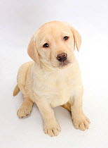 Yellow Labrador Retriever puppy, 7 weeks, sitting and looking up.