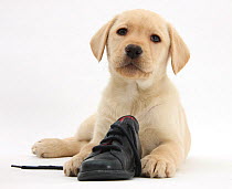 Yellow Labrador Retriever puppy, 8 weeks, with a child's shoe.