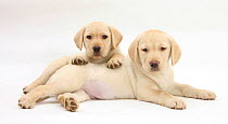 Yellow Labrador Retriever puppies, 8 weeks, lying together.