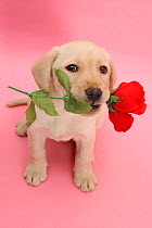 Yellow Labrador Retriever bitch puppy, 10 weeks, holding a red rose and looking up.