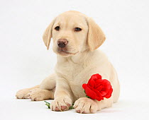 Yellow Labrador Retriever bitch puppy, 10 weeks, lying with a red rose.