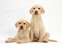 Yellow Labrador Retriever puppies, 10 weeks, sitting and lying. *Resticted use - exclusive for greetings cards and calendars in Europe until 2015*